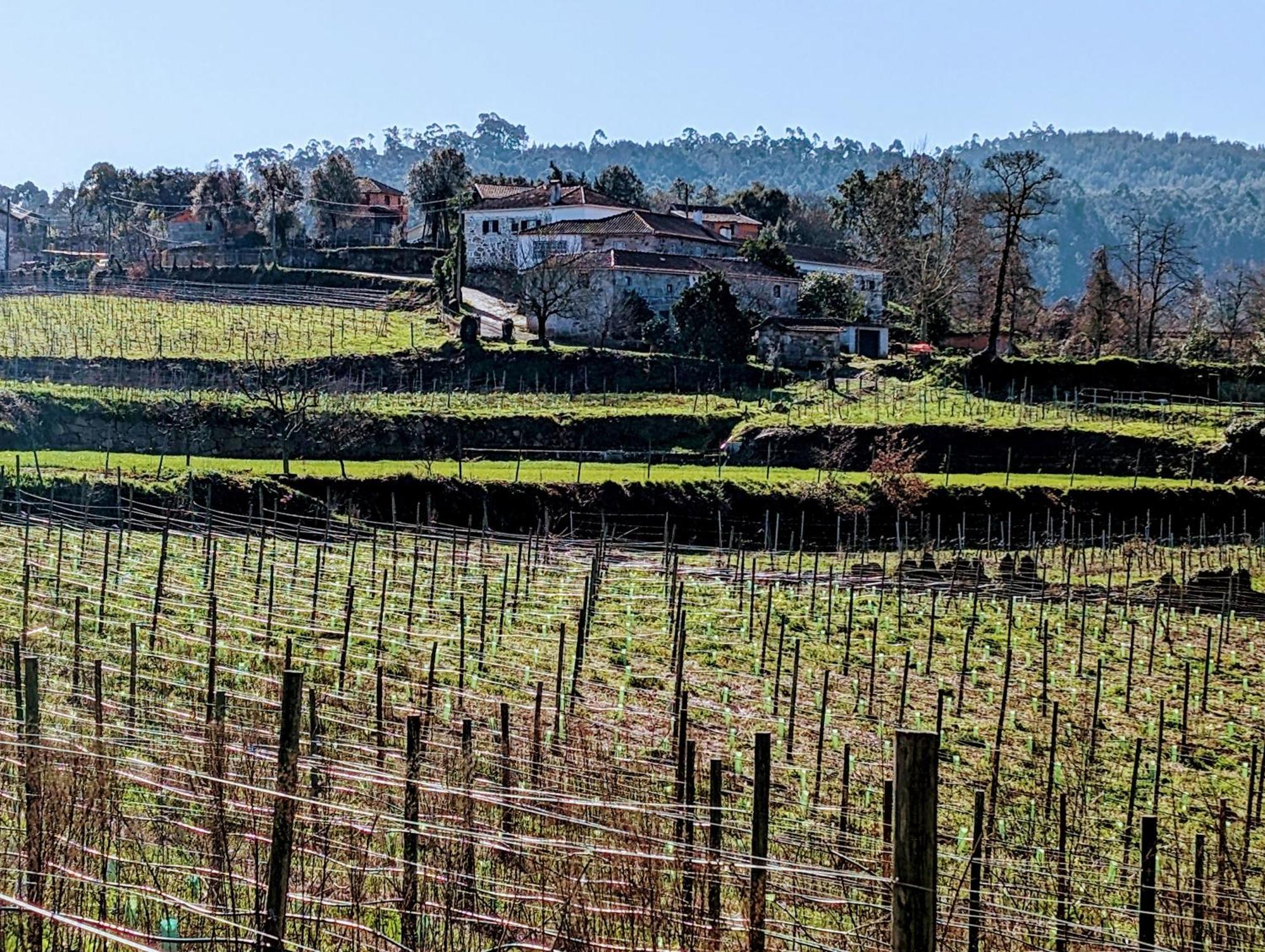 Quinta Da Lage Agroturismo E Enoturismo Селорику ди Бащу Екстериор снимка